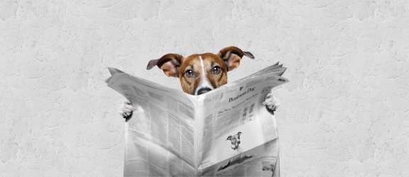 Salzburg Logistik Zustellparter Zeitungszusteller Jobs Zeitungen Zeitungshund